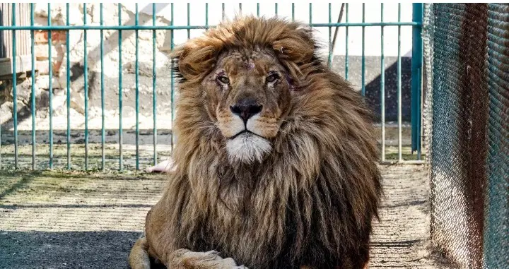 Lion kills 35-year-old handler at Obasanjo library's zoo - ThePointNG